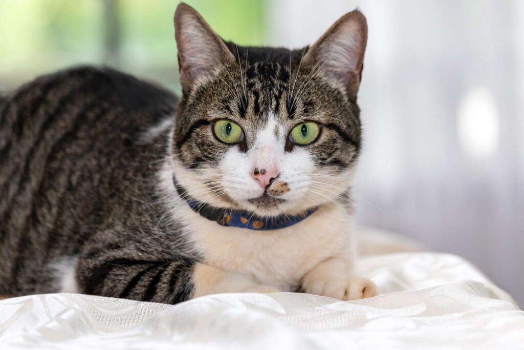 american-wirehair