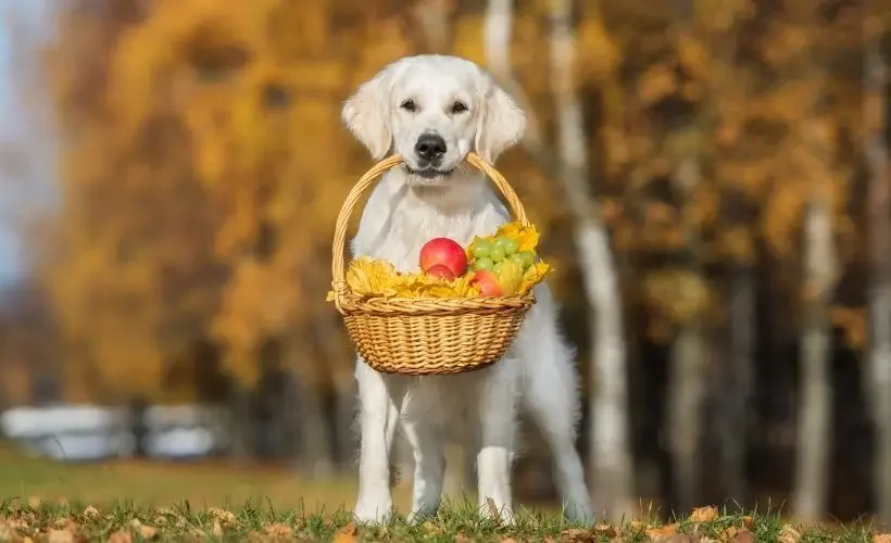 Frutas Que Os Cães Não Podem Comer